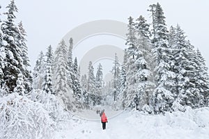 Group of some people on winter hike in mountains, backpackers walking on snowy forest