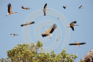 A group of some storks flying