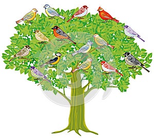 A group of songbirds on a tree