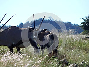 Group of South African oryxes in their natural habitat