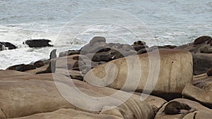 group of south american fur seal, Arctocephalus australis