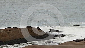 group of south american fur seal, Arctocephalus australis