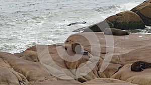 group of south american fur seal, Arctocephalus australis