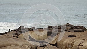 group of south american fur seal, Arctocephalus australis