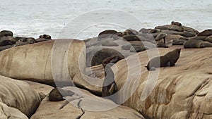 group of south american fur seal, Arctocephalus australis