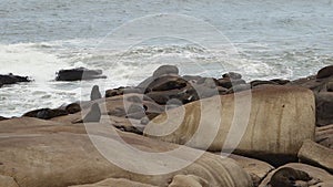 group of south american fur seal, Arctocephalus australis