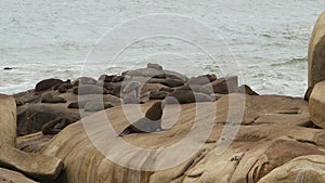 group of south american fur seal, Arctocephalus australis