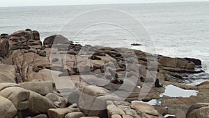 group of south American fur seal, Arctocephalus australis