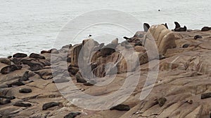 group of south American fur seal, Arctocephalus australis
