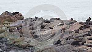 group of south american fur seal, Arctocephalus australis