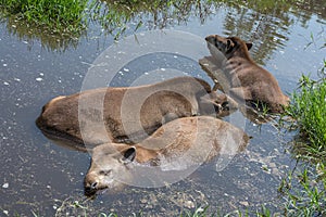 Group of South American tapirs Tapirus terrestris, also known as the Brazilian tapir in the water