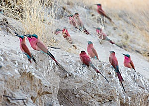 A group of Southern Carmine Bee-eaters photographed on the banks of the Zambezi River at a nesting site in Namibia.