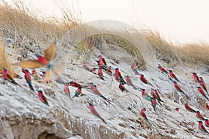 A group of Southern Carmine Bee-eaters photographed on the banks of the Zambezi River at a nesting site in Namibia.