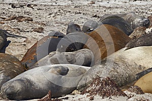 Group of Southern Elephant Seals on Sea Lion Island