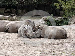 group of Southern White rhinoceros, Ceratotherium simum simum, lie on the ground and rest