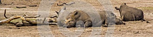 Group of southern white rhinoceroses resting on the ground, Endangered animal specie from Africa
