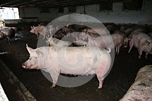 Group of sows in the barn