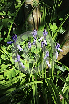 Group of spanish bluebells, endymion hispanicus