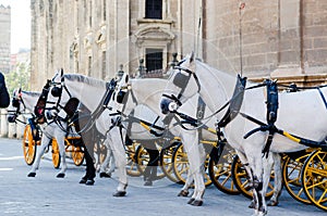 A group of spanish white horses carriage in front of Seville cat