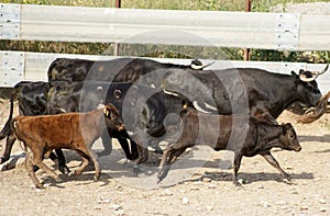 Group of Spanish wild cows moving through the field in freedom