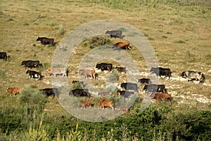 Group of Spanish wild cows moving through the field in freedom