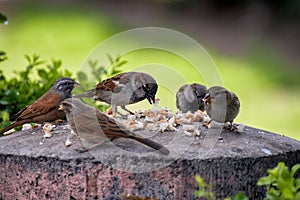 Group of sparrows also called pardal or chilero, eating breadcrumbs on a stone bowl