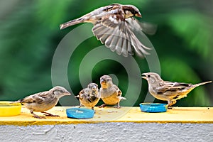 Group of sparrows eating their food on a wall with one flying