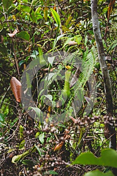 A group of species of nepenthes in their natural habitat. nepenthes background.