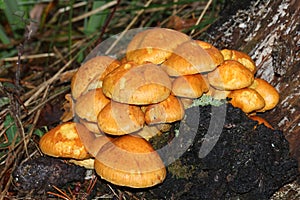 A group of Spectacular Rustgill Mushrooms, Gymnopilus junonius, growing in woodland in the UK. photo
