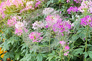 Group of spider flower