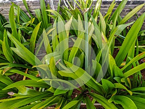 Group of Spider Lily Plants or Hymenocallis Littoralis