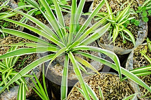 Group of  spider plants Chlorophytum comosum