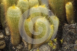 Group of spiny cactus