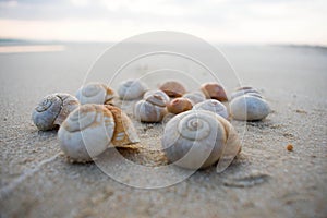 A group of spiral sea shells by the shore in the summer