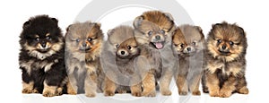 Group Spitz puppies posing on a white background