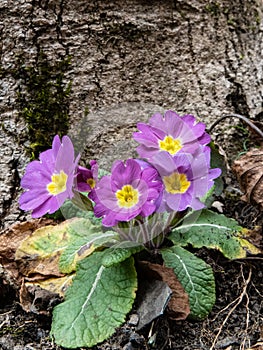 Group of spontaneous flowers with lilac petals and white pistils