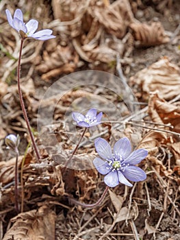 Group of spontaneous flowers with lilac petals and white pistils