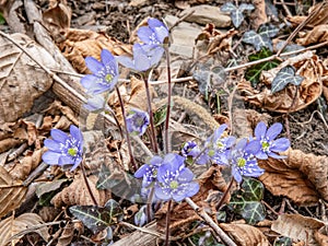 Group of spontaneous flowers with lilac petals and white pistils