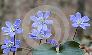 Group of spontaneous flowers with lilac petals and white pistils