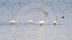 Group of spoonbills foraging in the lake - Platalea