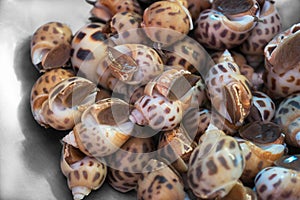 Group of Spotted Babylon Babylonia areolata sea snail