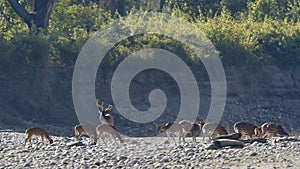 Group of spotted deers in Nepal