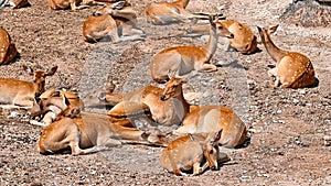 Group of spotted deers in zoo