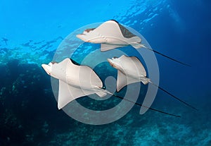 Group of Spotted eagle rays in blue sea water.