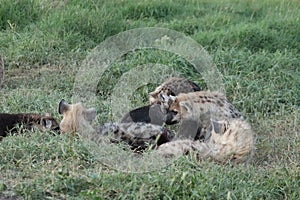 Group of spotted hyena cub in the african savannah. photo