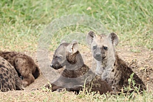 Group of spotted hyena cubs in the african savannah. photo