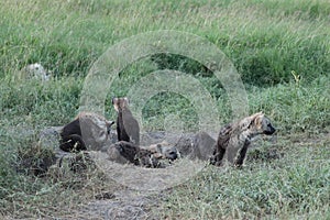 Group of spotted hyena cubs in the african savannah. photo