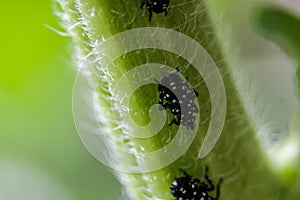 Group of Spotted Lanternflies on a Sunflower Stem