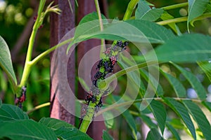 A Group of Spotted Lanternfly Nymphs Resting on a Green Plant photo