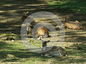 a group of spotted-skin deer took rest in Taman Safari Park Cisarua Bogor Indonesia